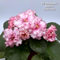 KZ-Медовый Месяц 
